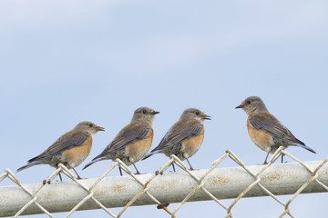 Four Female Easter Bluebirds (sialia sialis) on a chain link fen