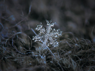 Snowflake on dark textured background: macro photo of real snow crystal on black woolen fabric in...