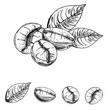 hand drawn ink coffee beans, sketch of coffee beans. vector eps 10