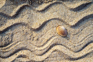 drawn waves and shell on the sand as a background for your text