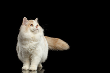 Obraz premium Scottish Straight Cat Standing and Looking up Isolated Black