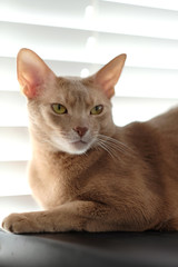 Portrait of serious red cat.