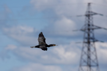 Cormorant, Phalacrocorax carbo