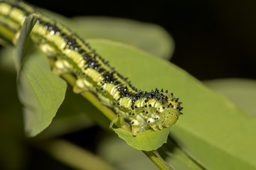 Caterpillar