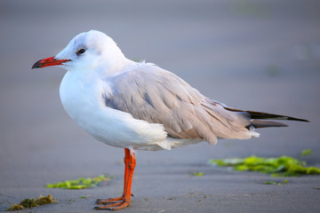 Grey-headed Gull on a beach in Paracas Bay, Peru