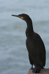 Cormorant, Phalacrocorax carbo