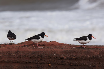Oystercatcher