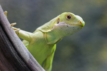 Young Fiji Iguana