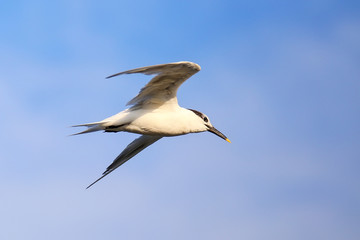 Sandwich Tern flying above Paracas Bay, Peru