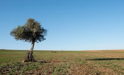 Photo sur Plexiglas Olivier Olive tree on the wheat field