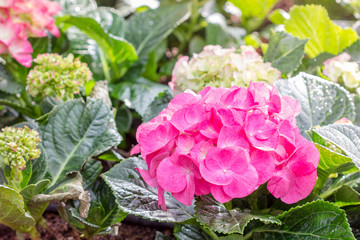 Hydrangea flower (Hydrangea macrophylla) in a garden