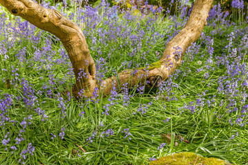 Native English Bluebell in the field