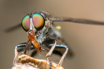 Robber fly / An extreme macro shot of a robber fly / Close up of robber fly (Asilidae) or assassin fly waiting in ambush for its prey / Close-up of Robber fly