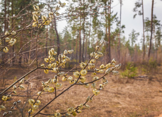 Twigs of willow blossoming in a forest.