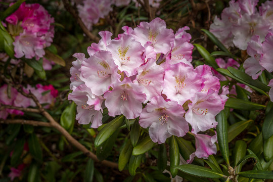 Pink flowers of a rhododendron 