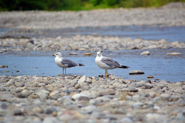 Две чайки сидят на камнях обмелевшей горной реки