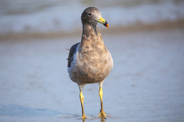 Belcher's Gull (Larus belcheri) on the beach of Paracas Bay, Per