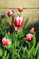 Beautiful red tulips with white hem 