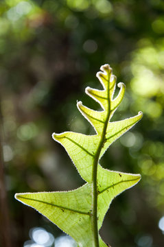 Oak-Leaf fern, Drynaria