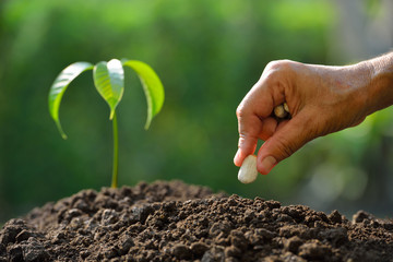 Farmer's hand planting seeds in soil