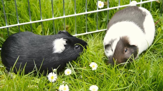 Guinea pig eating grass outside in the garden. Guinea pig (Cavia porcellus) is a popular household pet.