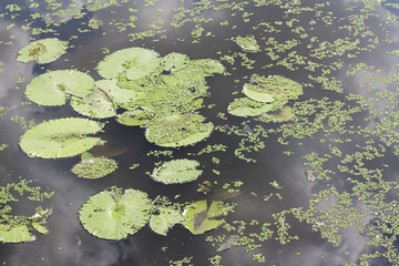 lotus leaves on the canal. natural background and texture