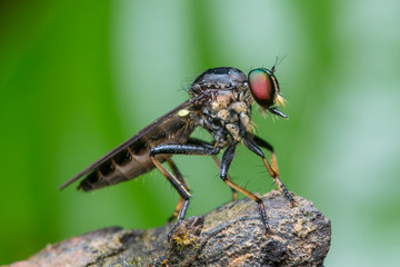 Robber fly / An extreme macro shot of a robber fly / Close up of robber fly (Asilidae) or assassin fly waiting in ambush for its prey / Close-up of Robber fly