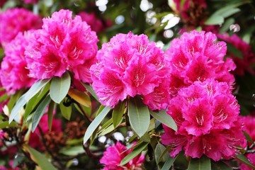 Rhododendron bush with large flowers