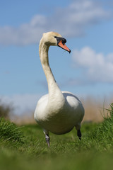 Obraz premium Mute Swan, cygnus olor