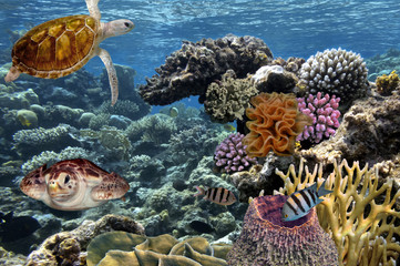 tropical Fish. Underwater world. Red Sea