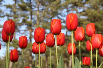 Obraz premium チューリップ