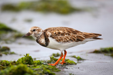 Ruddy Turnstone on the beach of Paracas Bay, Peru