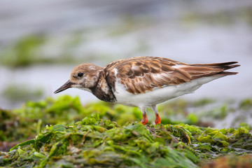 Ruddy Turnstone on the beach of Paracas Bay, Peru