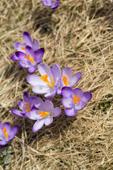 Crocuses on the meadow, first springtime flowers