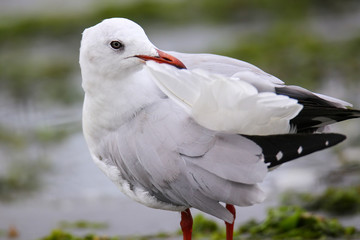 Grey-headed Gull on a beach in Paracas Bay, Peru