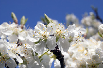 White plum blossoms