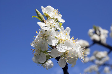 Bunch of white flowers plum