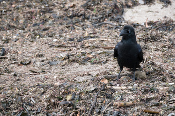 Crow