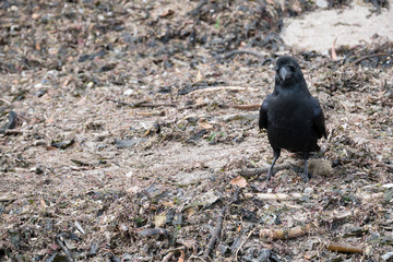 Crow