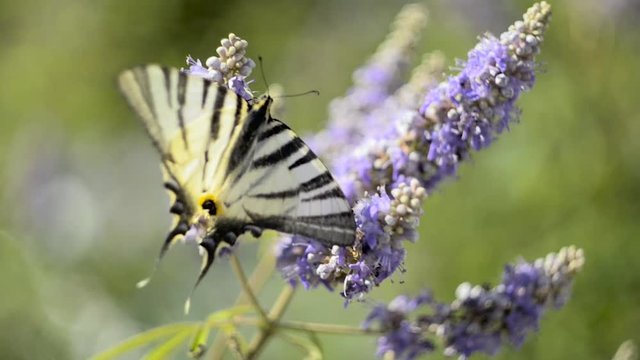 Beautiful swallowtail, Papilio machaon butterfly sucking nectar