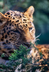 Leopard