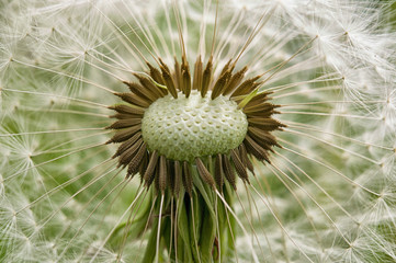 dandelions on a green field.