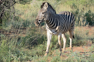 Obraz premium Burchell’s zebra mare walking through the bush very aware of her surroundings