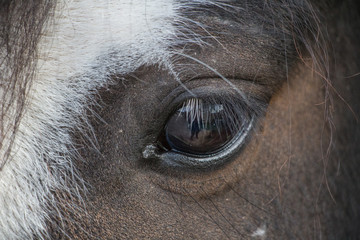 Blick ins Auge eines Pferdes