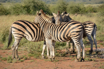 Fototapeta na wymiar Burchell’s zebra breeding herd showing affection to each other