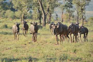 Naklejka na ściany i meble Blue Wildebeest breeding herd on the run migrating to other grazing areas