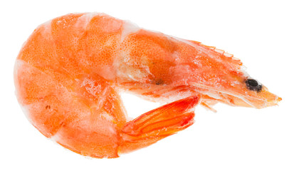 frozen boiled shrimp isolated on white