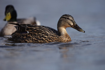 Mallard, Duck, Anas platyrhynchos