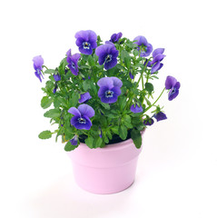 Pansies in a pot on a white background - obrazy, fototapety, plakaty