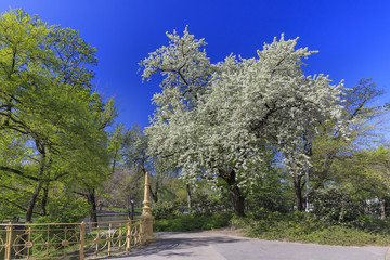 Blooming tree in a park in Budapest